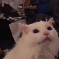 15878676508820.mp4
