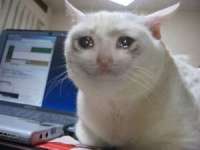 catsad.jpg