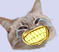 lmaocat.jpg