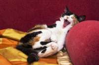 cat-lies-couch-laughs-tricolor-177259509.jpg