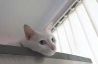 cat-curiously-peeking-out59285-137.jpg