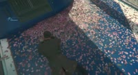 sakura.mp4