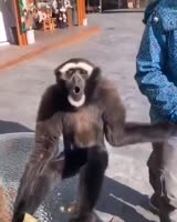 1487799103654.webm