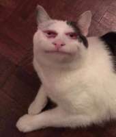 image-of-crying-cat-meme-edit-meme-creator-cryingscreaming-2.jpg