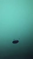 16097829387330.webm