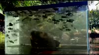ED капшипы 2.webm