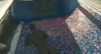 sakura.mp4