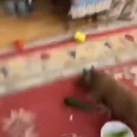 1657101844308.mp4