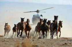 wildhorsehelicopterstampedecatoor.jpg