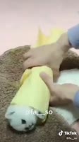 16474436353823.mp4