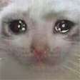 sadcat.png