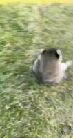 Haelle-1515321421446189058-20220416162914-vid1.mp4