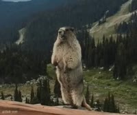 excited-yell.mp4