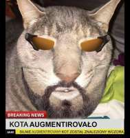 кота аугментировало.jpeg