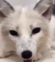 16528052164870.mp4