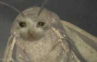 sadmotil.png
