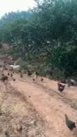 attack.mp4