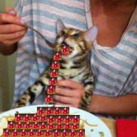 catt.png
