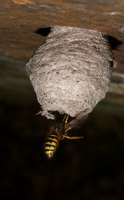 Commonwasp,Queenandnest.jpg