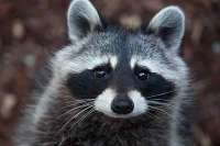raccoon-in-a-katy-yard.jpg