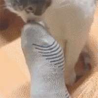 1622185666155.gif