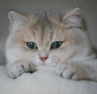 Котик.png