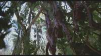 PredatorVictims.webp
