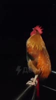 16837990207500.mp4