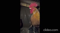 karliki-tri-1hnZ6VgFj.mp4
