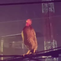 17058587627331.webm