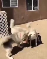 17035107076850.mp4