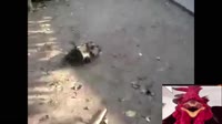 17063551183870.mp4