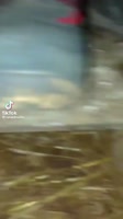 17150958214010.mp4