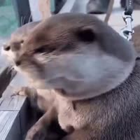 16782384319380.mp4
