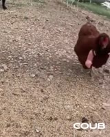 16122819154592.mp4