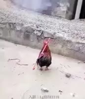 16043189238940.webm