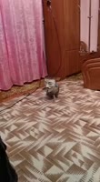 16047546823590.mp4