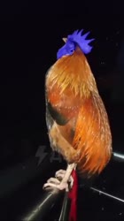 1717354872989.mp4