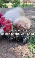 17169581672770.mp4