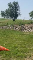 16901392824930.webm
