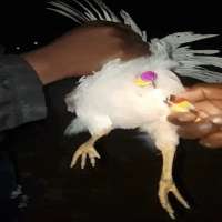 chiken.gif