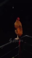16837990207500.mp4