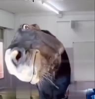 17164724556060.mp4