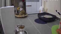 17002153313890.mp4