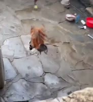 16981080767730.mp4
