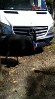 A close encounter with a wild Cassowary at Etty Bay..mp4