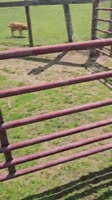 Donkey Grabs Baby Goat and Runs Around Field.mp4