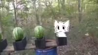 17013341525540.mp4