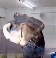 17164724556060.mp4