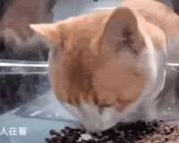 17194481072600.gif